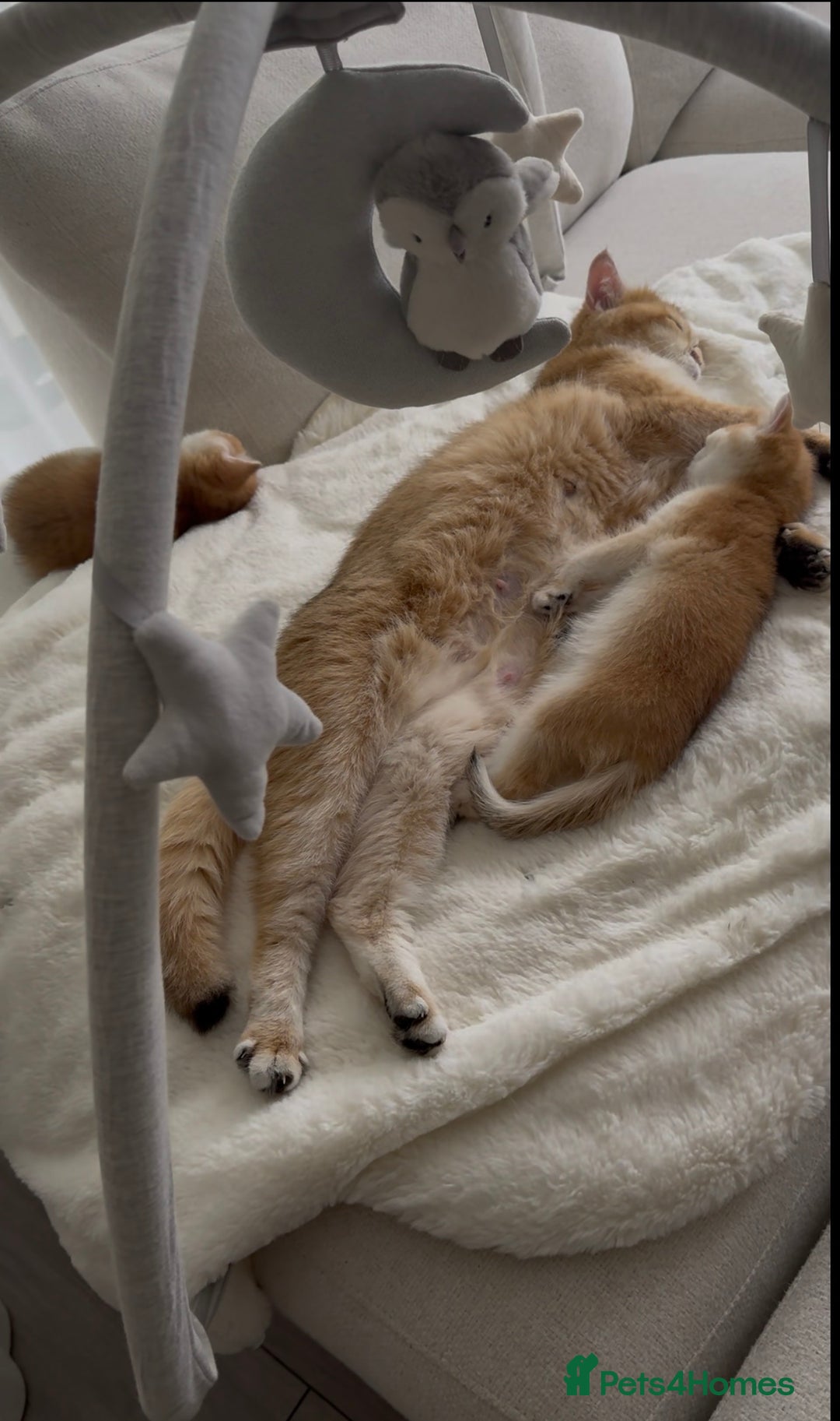 British Shorthair cats for sale: Golden British shorthair kittens  - Advert 3