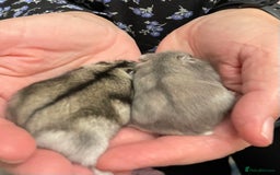 Hamster rodents for sale: Baby Winter White Russian hamsters from show stock - Image 6