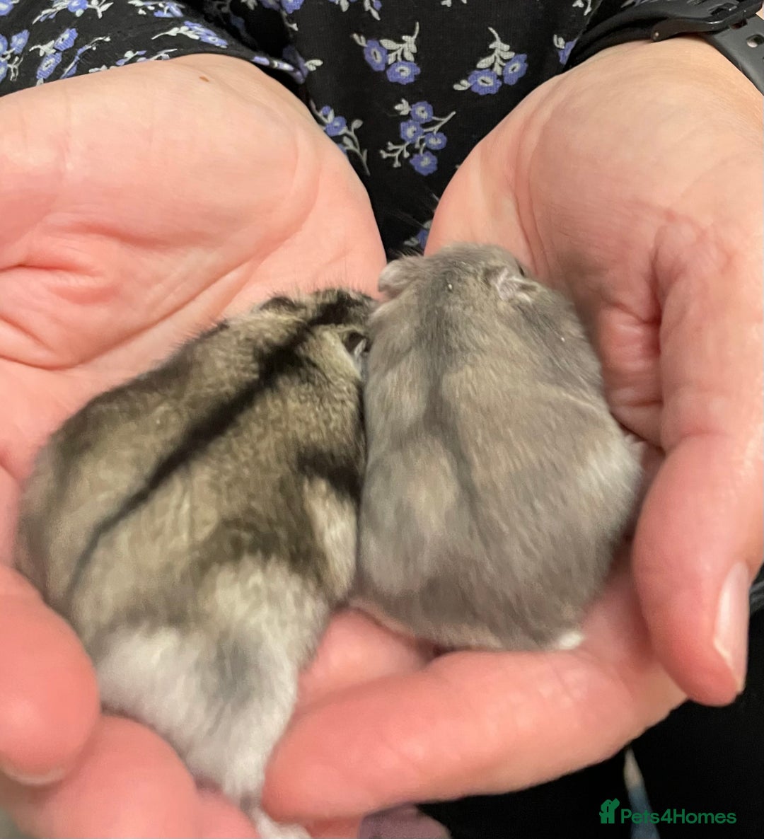 Hamster rodents for sale: Baby Winter White Russian hamsters from show stock - Image 6