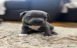 Staffordshire Bull Terrier dogs for sale: 🏅🏆 CHAMPION PLAY BOY BLUE&BLACK STAFFY PUPS - Image 11