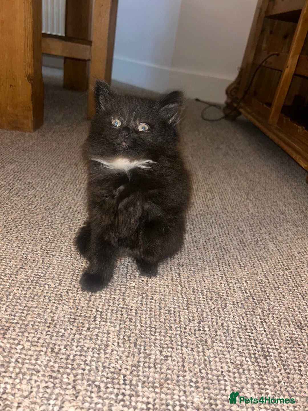 British Shorthair cats for sale: Beautiful kittens for sale - Advert 5