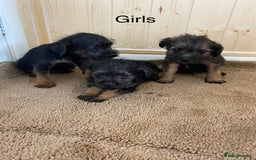 Border Terrier dogs for sale: Border terrier pups  - Image 5