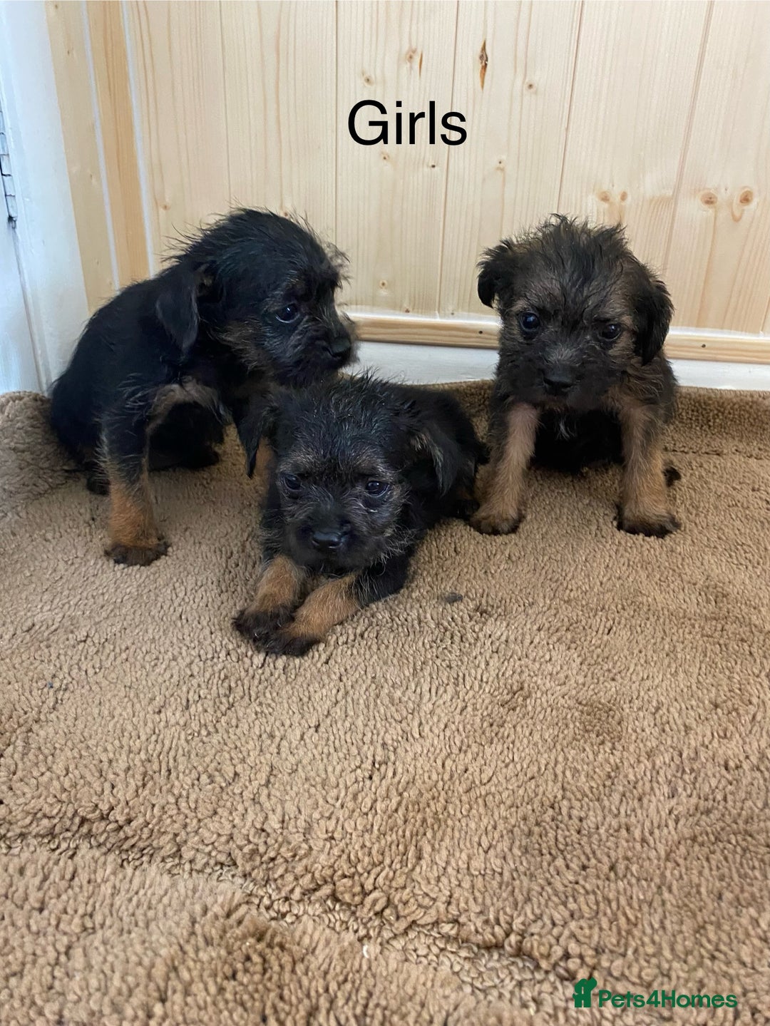 Border Terrier dogs for sale: Border terrier pups  - Image 5