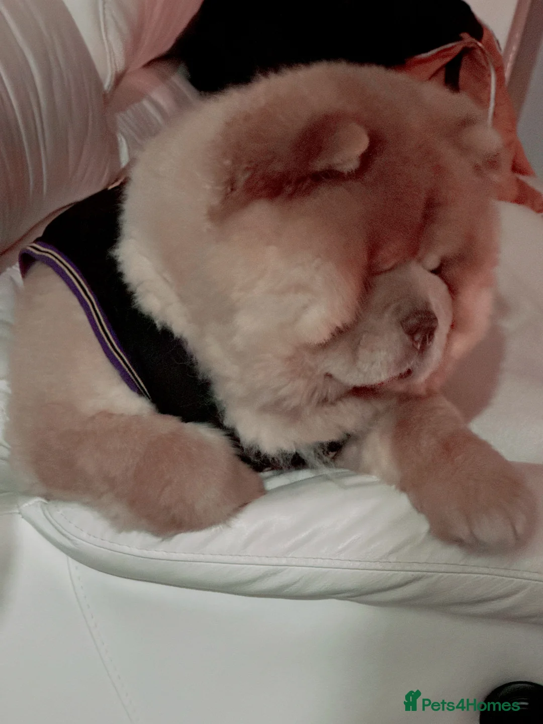 Chow Chow dogs for sale: REDUCED REAL TEDDY BEAR CHOW - Advert 4