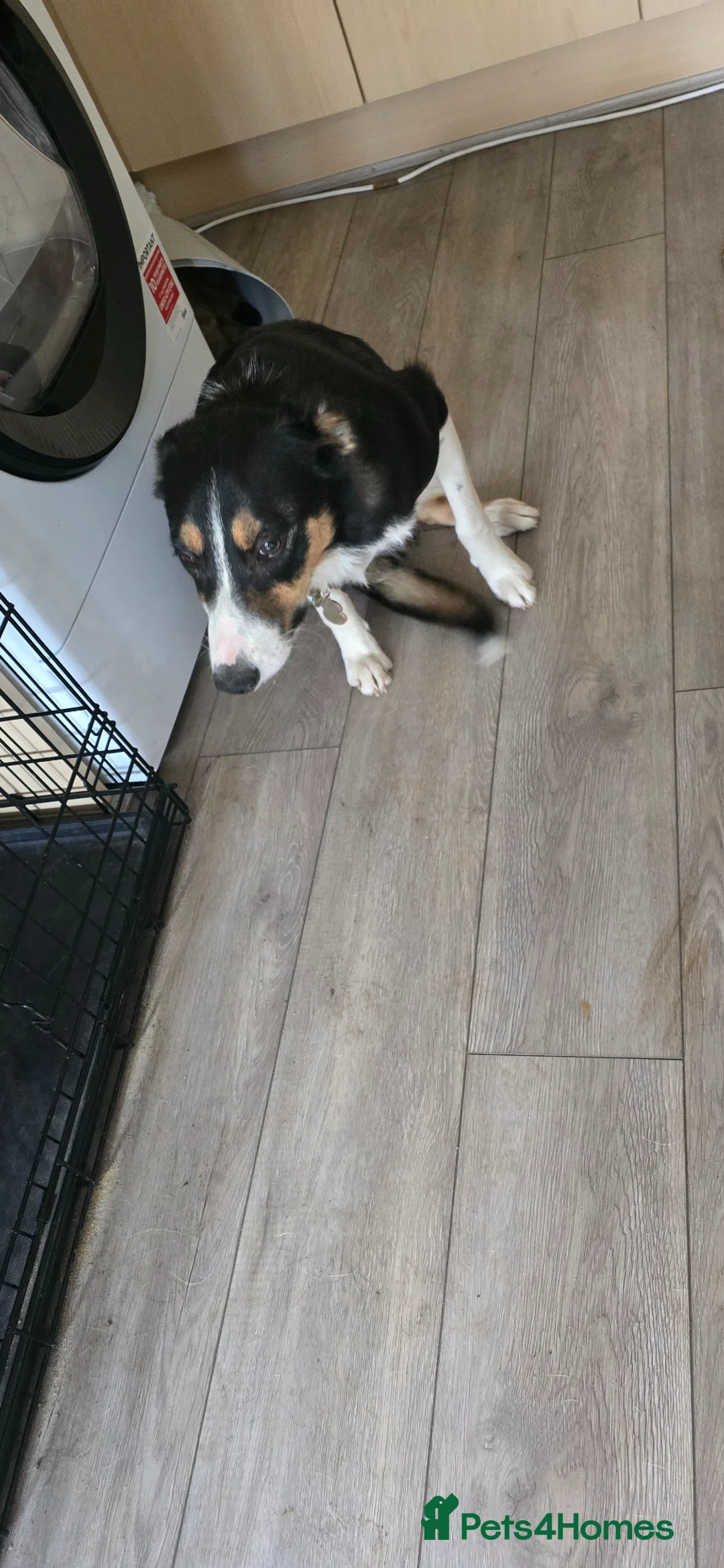 Border Collie dogs for sale: Rehoming Boarder Collie Female in Salisbury - Advert 2