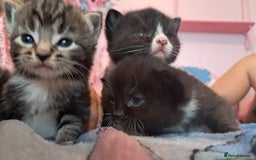 Mixed Breed cats for sale: 3 beautiful black and white kittens  - Image 10
