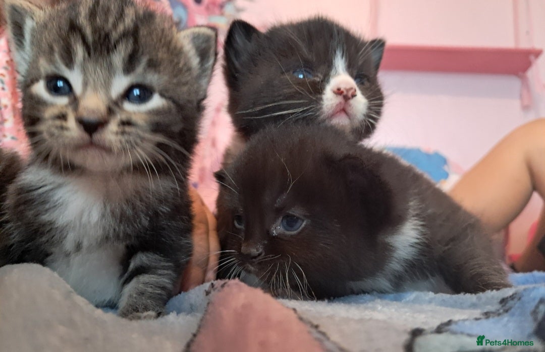 Mixed Breed cats for sale: 3 beautiful black and white kittens  - Image 10