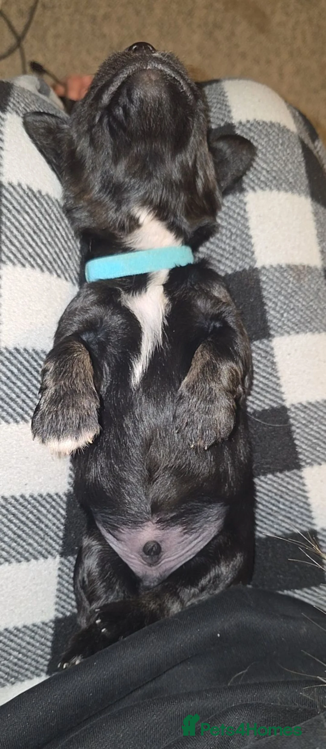 Mixed Breed dogs for sale: Spangold retriever  - Advert 2