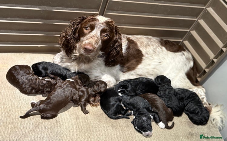 Cockapoo dogs Miniature f1 Cockapoos puppies - Advert 1