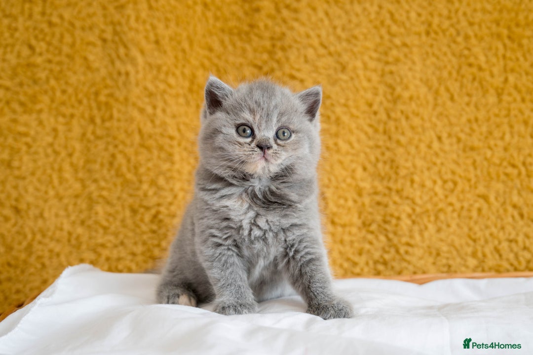 British Shorthair cats for sale: Stunning British Shorthair kittens - rare colours - Image 16