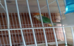 Lovebirds birds for sale: Fermale lovebirds  - Image 3