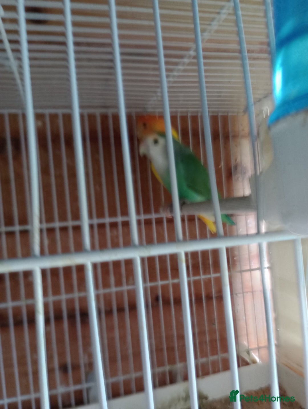 Lovebirds birds for sale: Fermale lovebirds  - Image 3