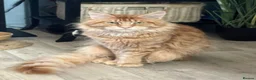 Maine Coon cats for sale: Beautiful 🐈‍⬛  - Advert 4