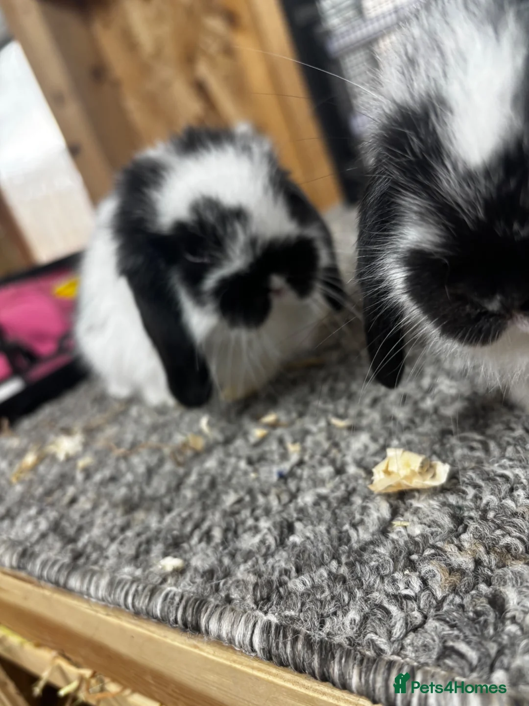 Mini Lop rabbits for sale: Baby MiniLops BRC rung and Vaccianted  - Advert 1