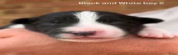 Border Collie dogs for sale: Stunning Champion line puppies  - Advert 3