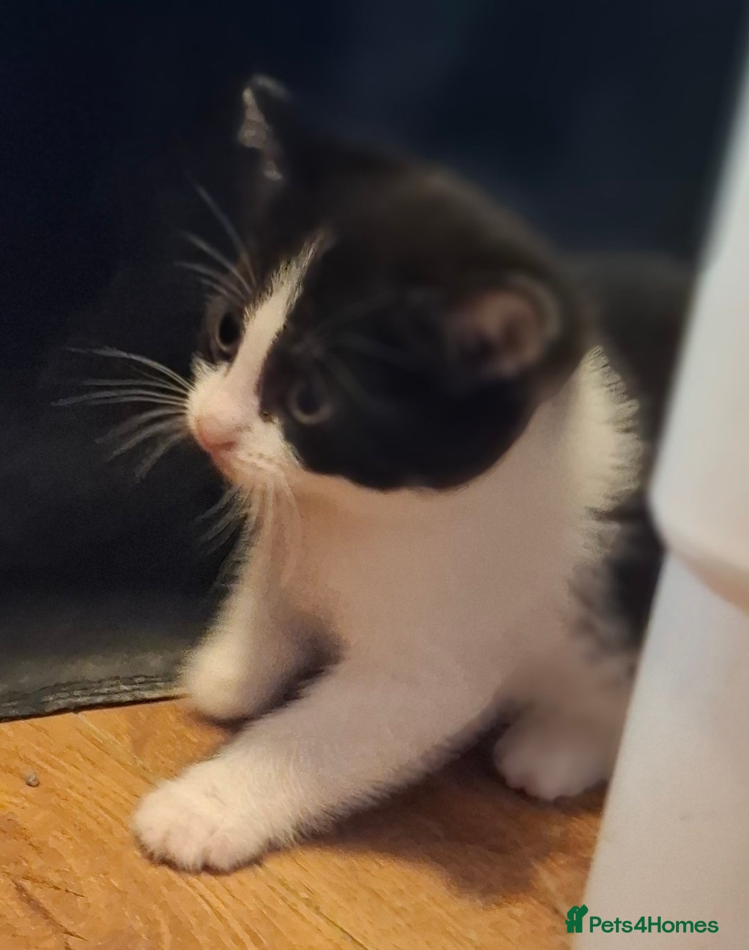 Mixed Breed cats for sale: 1 kitten left. READY NOW - Image 2