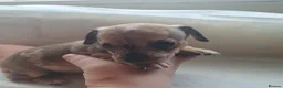 Chiweenie dogs for sale: 5 beautiful puppy's 3 boys and 2 girls - Advert 13