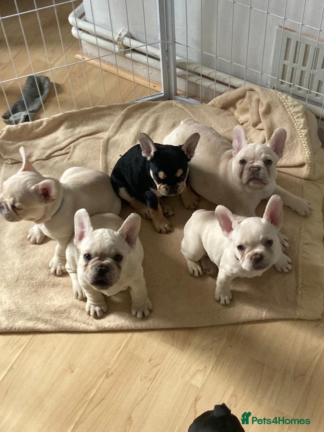 French Bulldog dogs for sale: 5 beautiful French bulldog puppies  - Advert 5