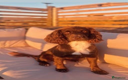 Cocker Spaniel dogs for sale: 3 Lovely female Working Cocker Spaniels for sale  - Image 7