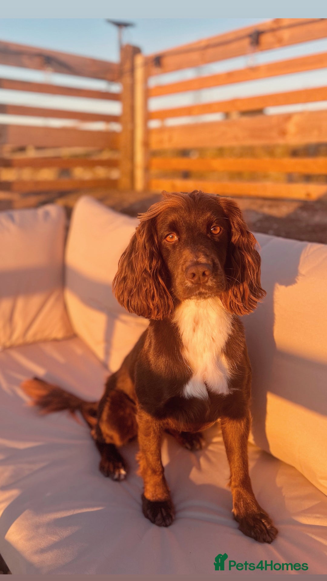 Cocker Spaniel dogs for sale: 3 Lovely female Working Cocker Spaniels for sale  - Image 7