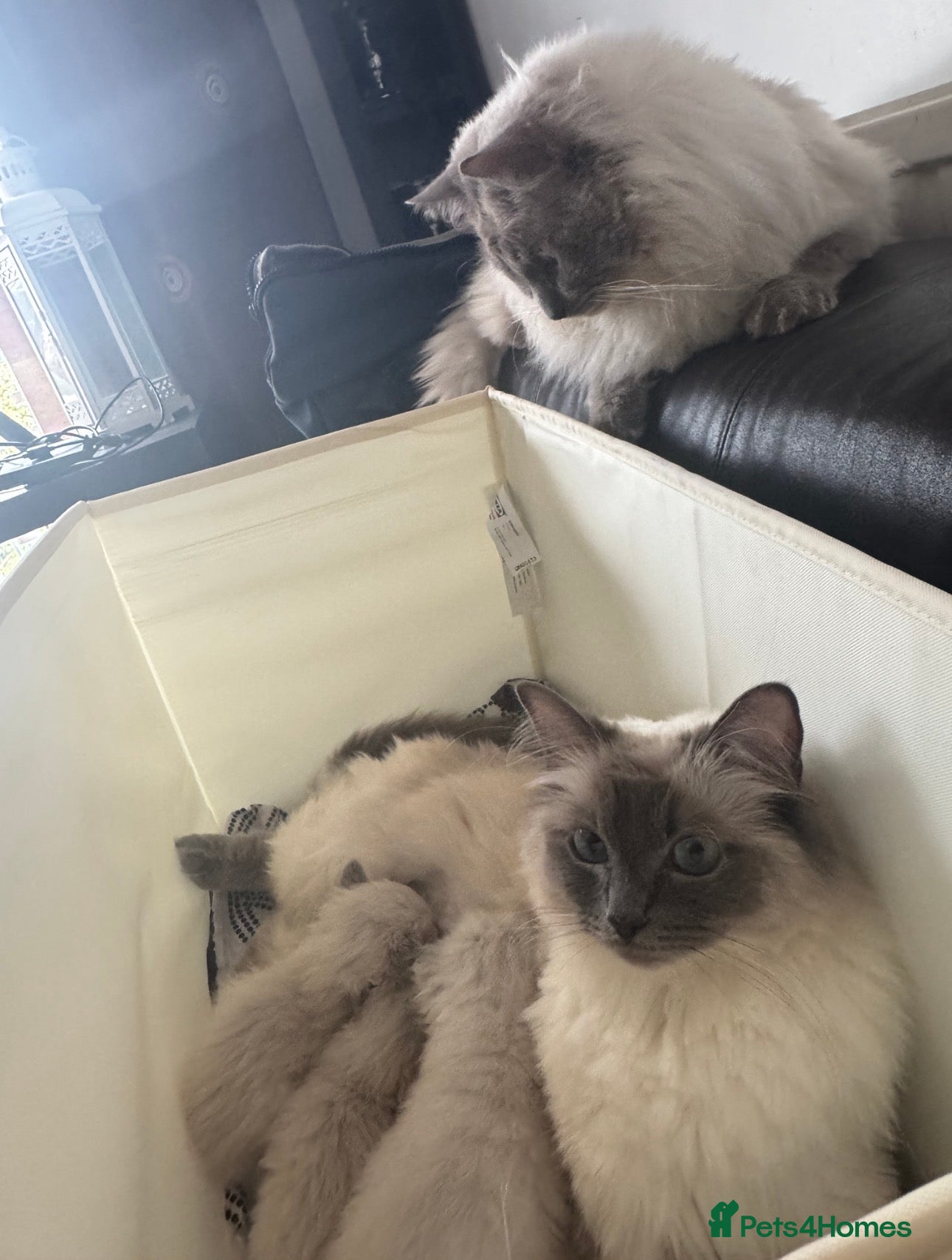 Ragdoll cats Purebred Ragdoll Kittens - Vaccinated & Trained  - Advert 2