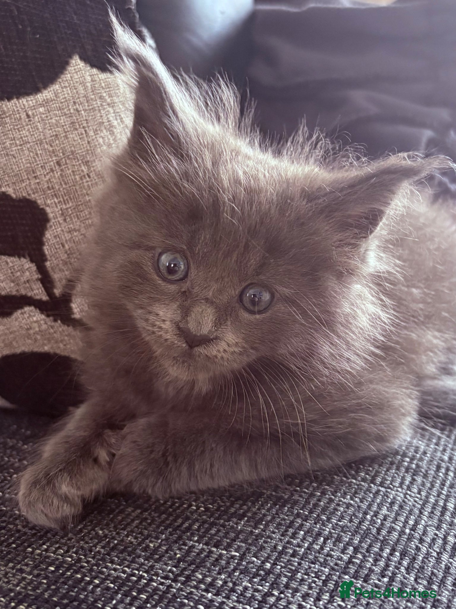 Maine Coon cats Maine coon kittens - Advert 3