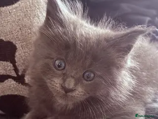 Maine Coon cats Maine coon kittens - Advert 3