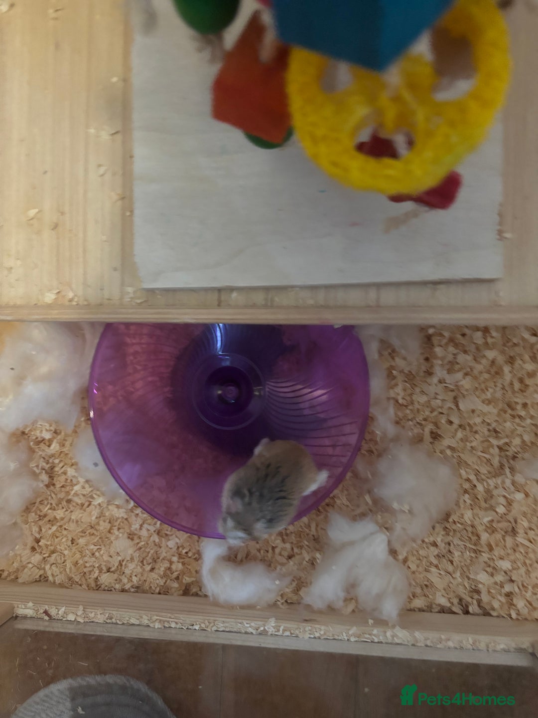 Hamster rodents for sale: Robo Hamster For Sale With Cage - Advert 13