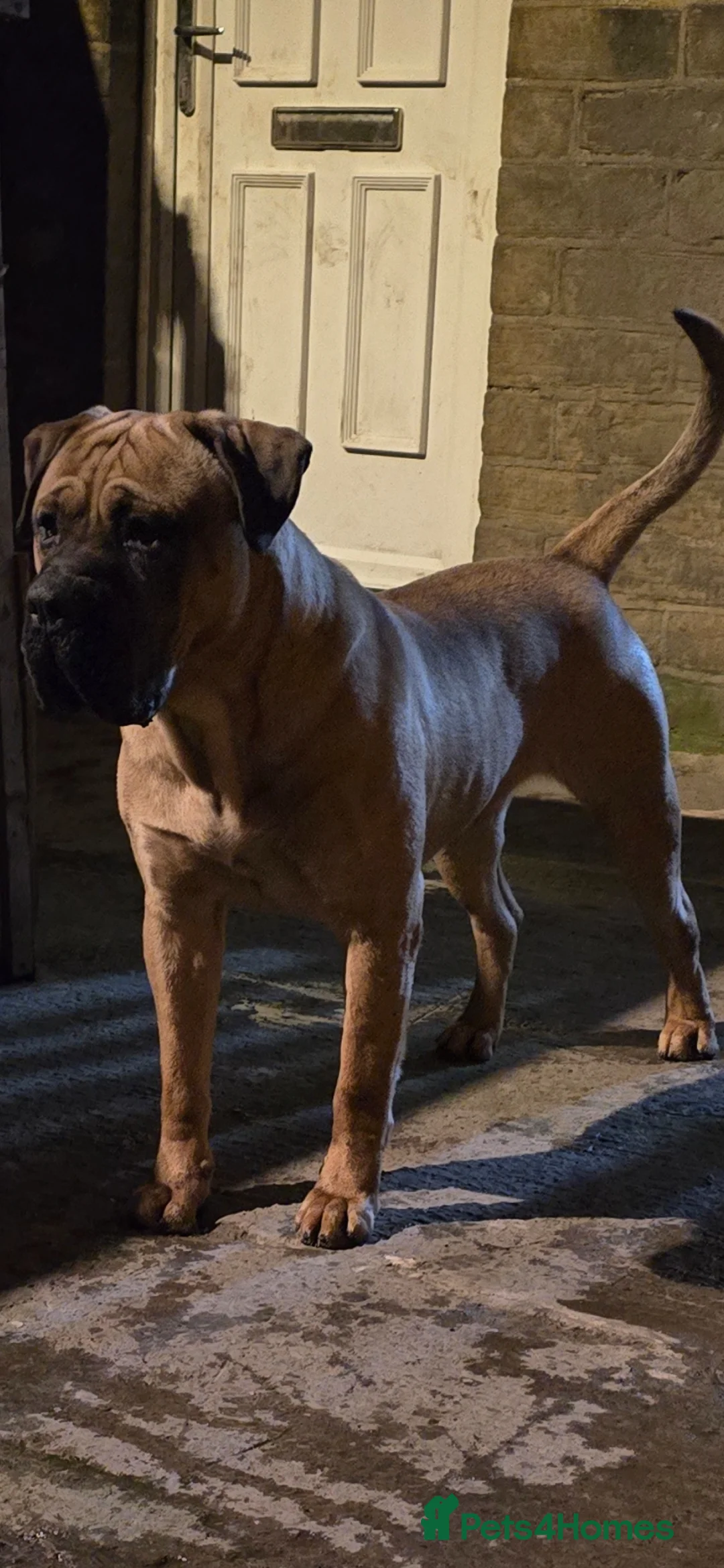 Cane Corso dogs for stud: 2 year old Cane corso - Advert 3