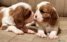 Cavalier King Charles Spaniel dogs for sale: 2 Female King Charles Cavaliers   - Advert 17