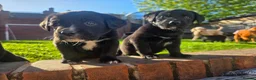 Mixed Breed dogs for sale: Labernese F1 Puppies - Advert 18
