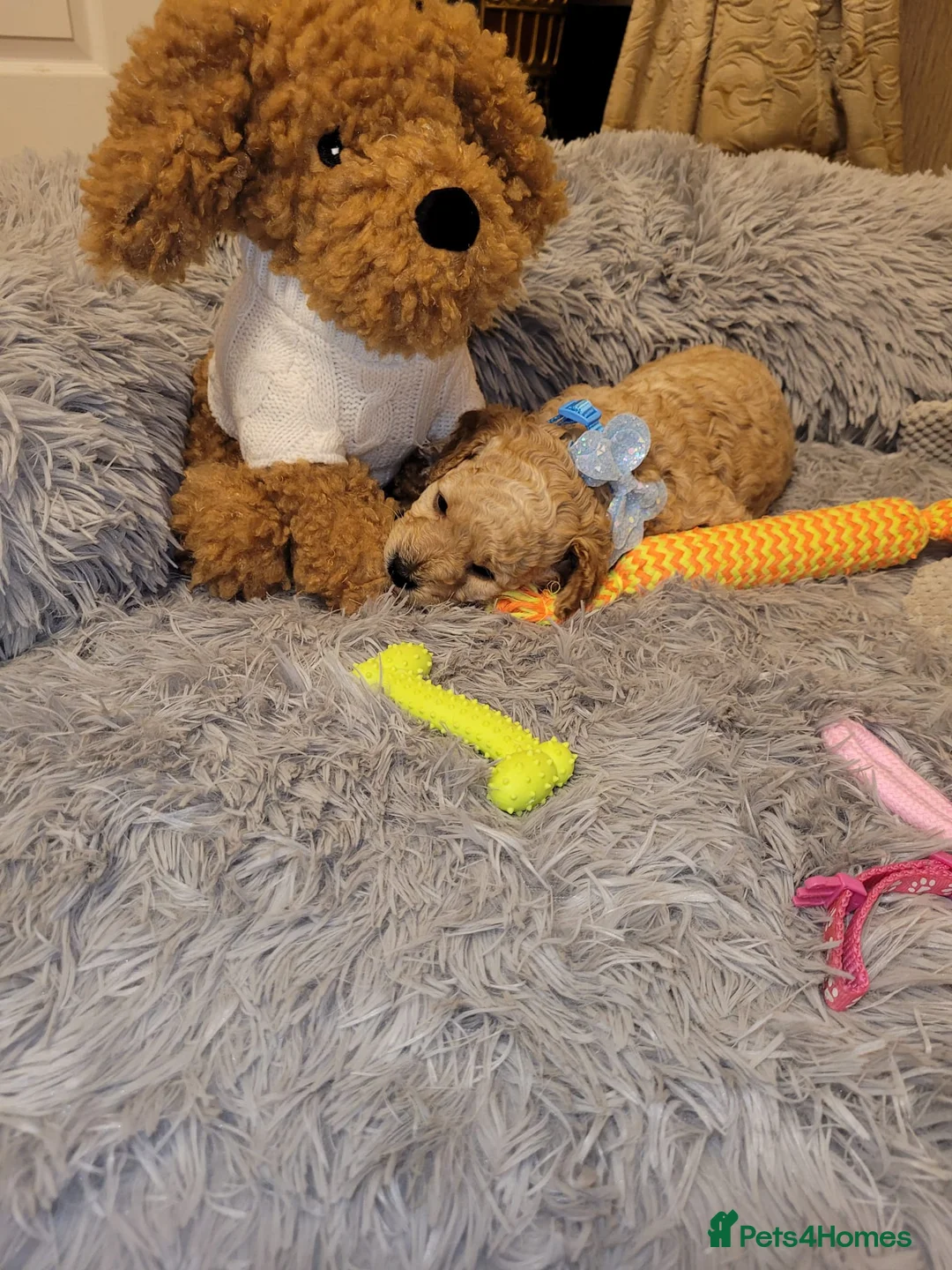 Cockapoo dogs for sale: Cockapoo puppies - Advert 4