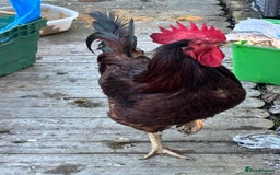 Chickens poultry for sale: Large cockerel / rooster -black copper maran - Image 1