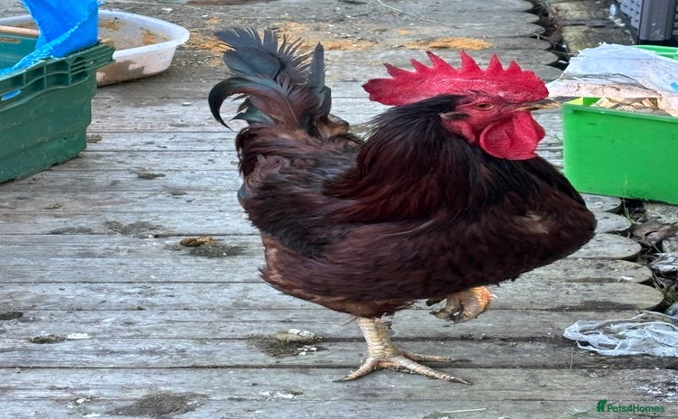 Chickens poultry - Advert 4
