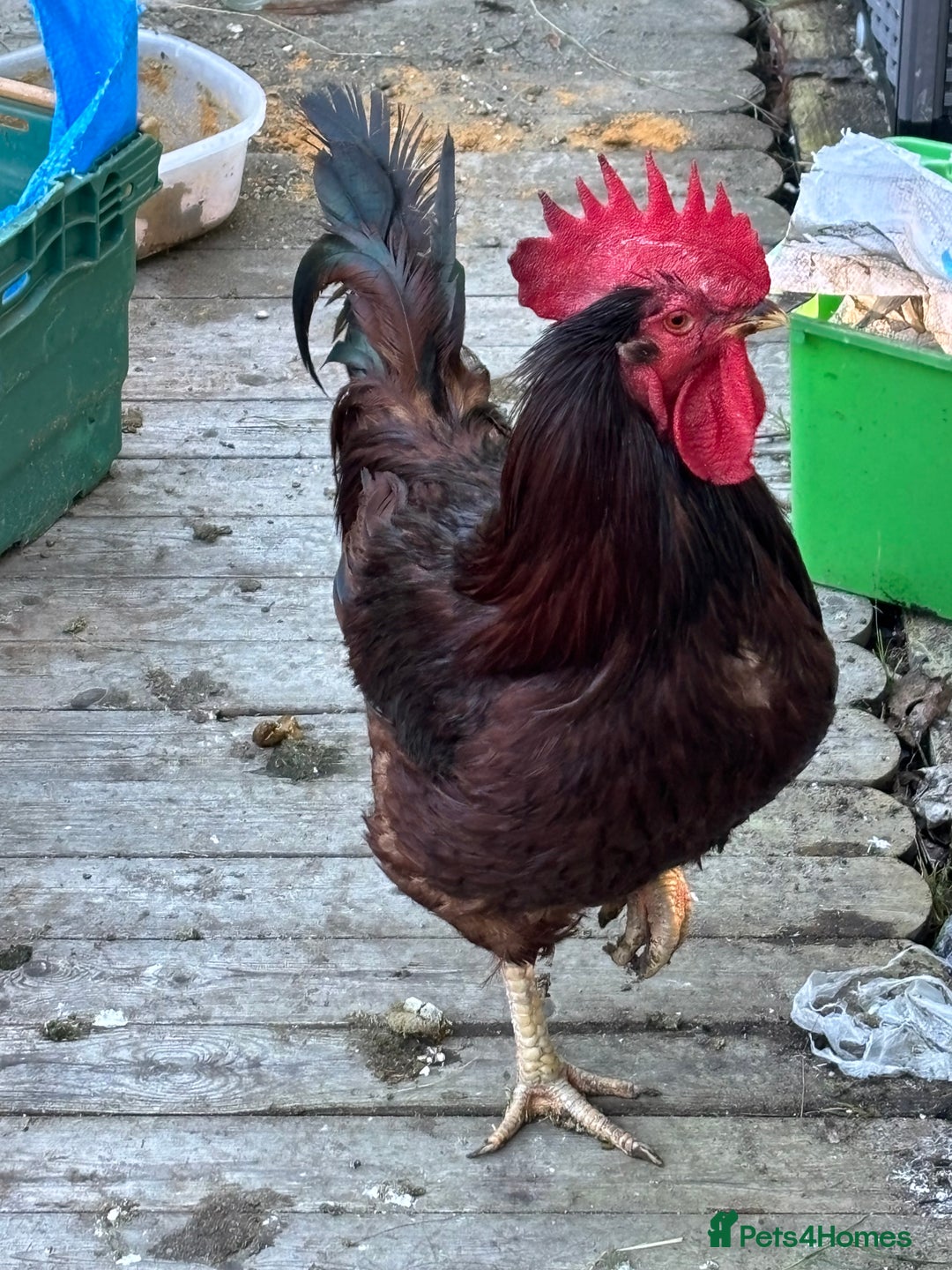 Chickens poultry for sale: Large cockerel / rooster -black copper maran - Image 1