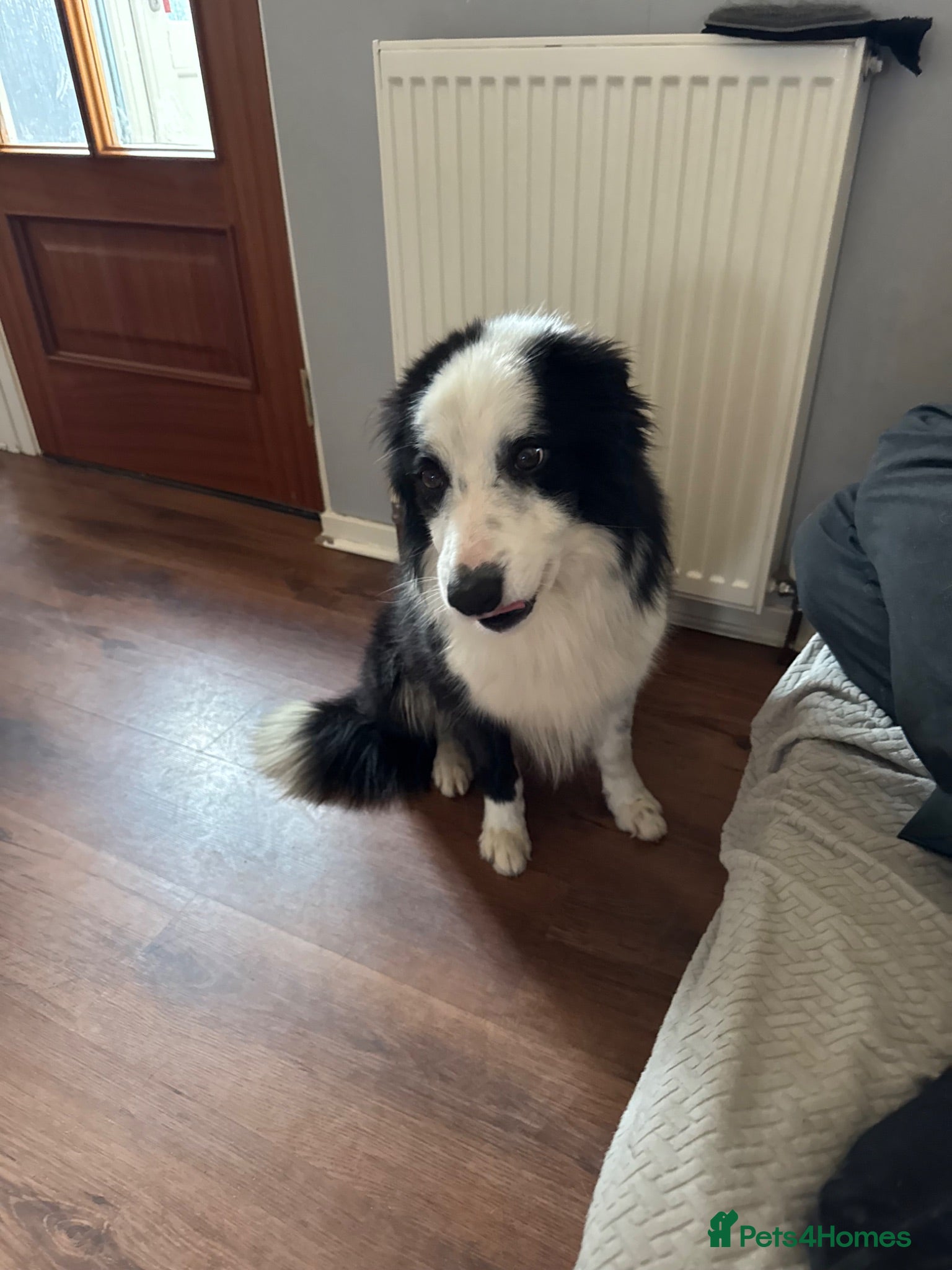 Border Collie dogs Rock  - Advert 4