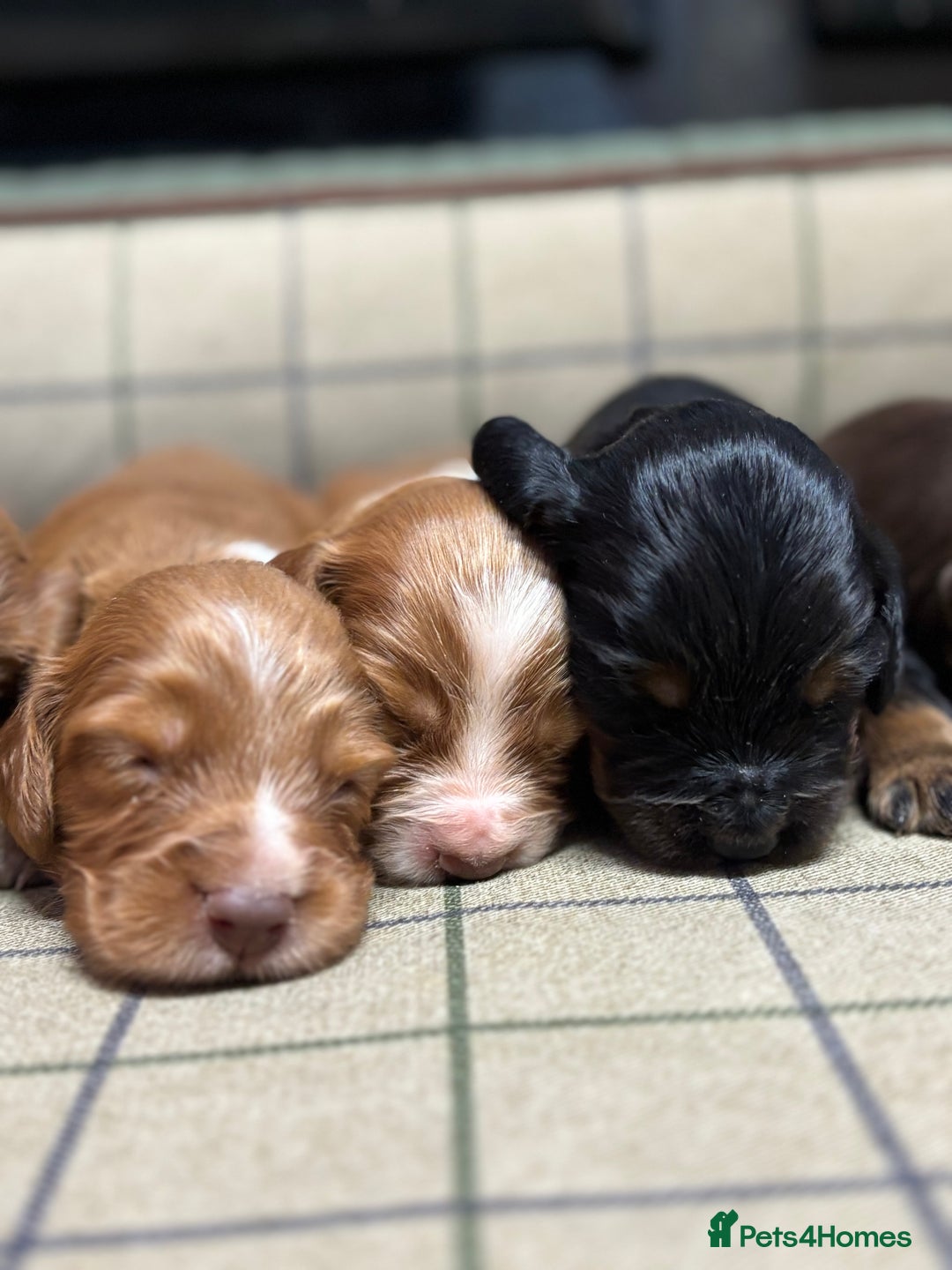Cocker Spaniel dogs for sale: Gorgeous Cocker Spaniel Puppies  - Advert 6