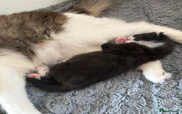 Mixed Breed cats for sale: Little boy cross breed  - Image 4