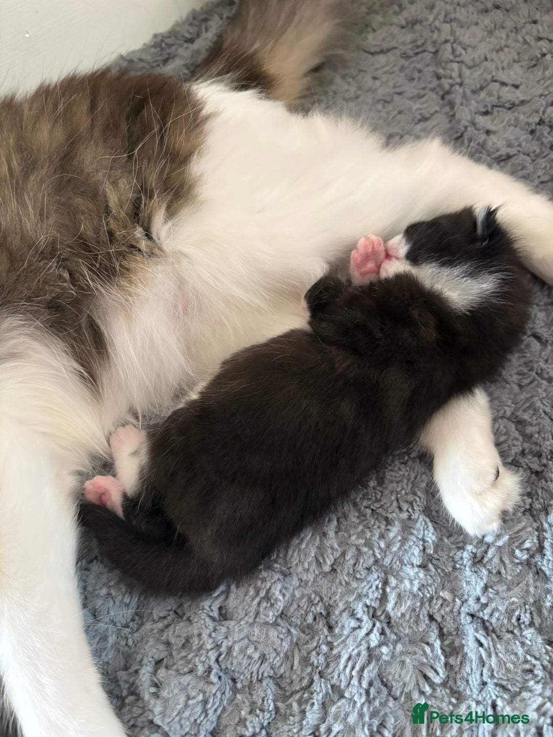 Mixed Breed cats for sale: Little boy cross breed  - Image 4