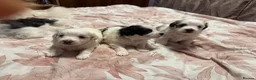 Mixed Breed dogs for sale: Bichon Maltese Puppies-2girls&1Boy Availabile - Advert 4