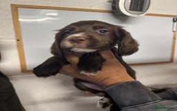 Sprocker dogs for sale: Sprocker Spaniel Pups- Ready To Go - Image 10