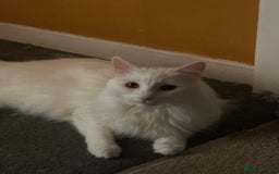 Domestic Shorthair cats for sale: Brother & Sister (not to be split) - Advert 7