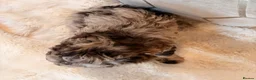 Labradoodle dogs for sale: ** RARE CHOC-PHANTOM MERLE/PARTI F1B LABRADOODLES - Advert 11