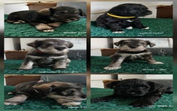 Miniature Schnauzer dogs for sale: Beautiful miniature shnauzers  - Image 1