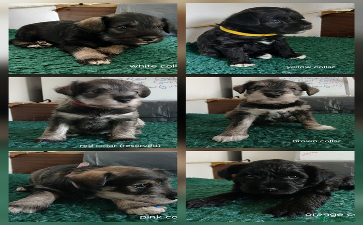 Miniature Schnauzer dogs - Advert 6