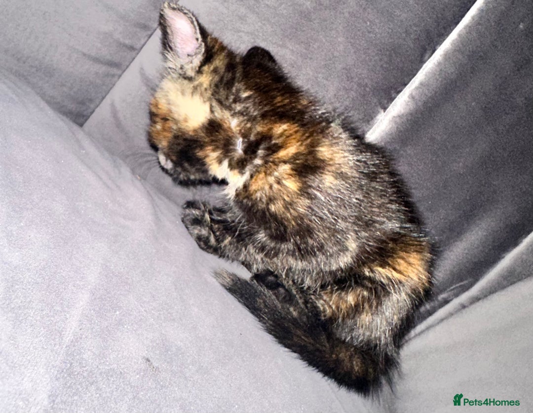 Mixed Breed cats for sale: Calico/tabby kittens  - Image 9