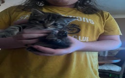 Ragdoll cats for sale: Ragdoll x tabby kittens - Image 19