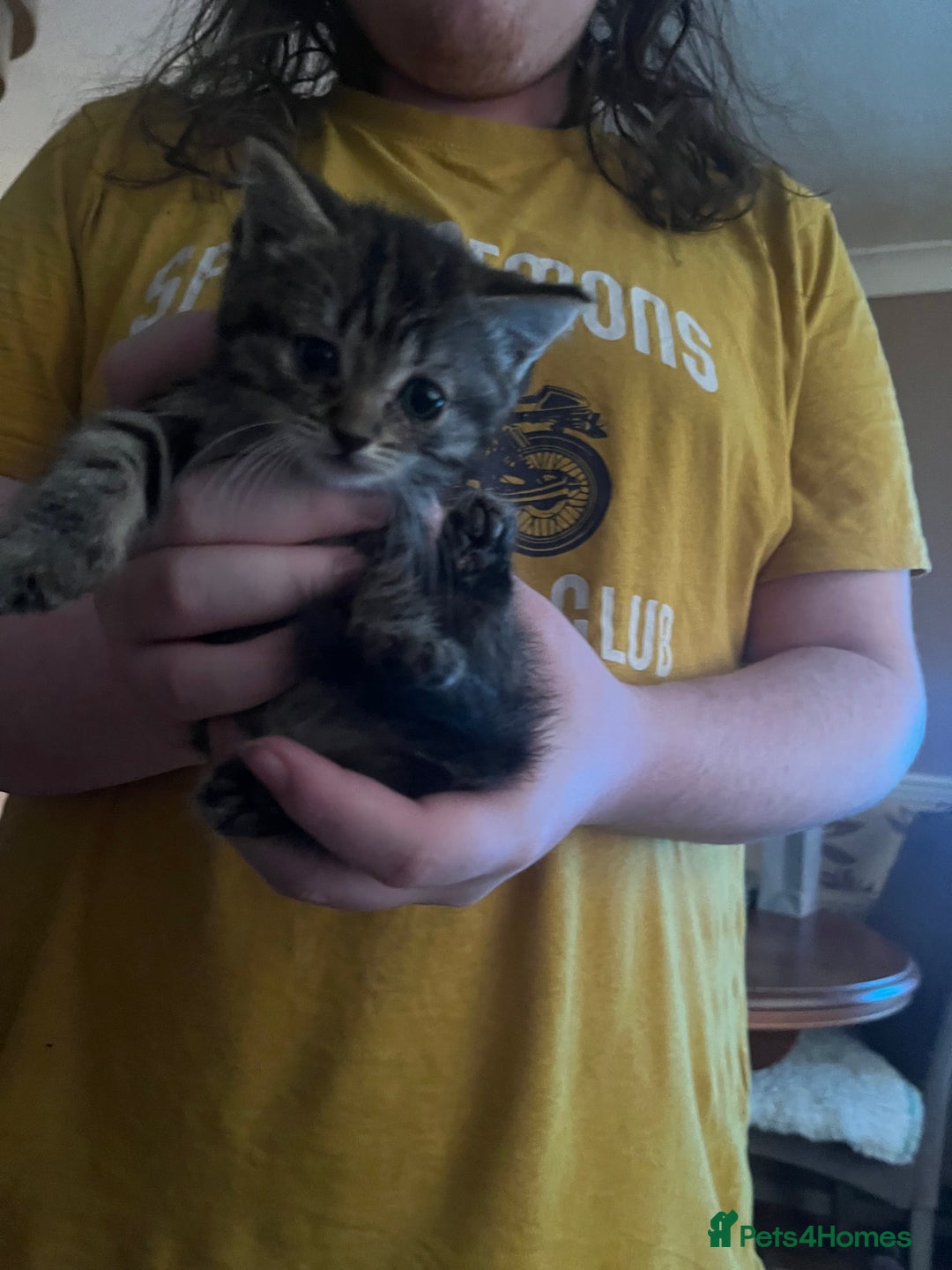 Ragdoll cats for sale: Ragdoll x tabby kittens - Image 19