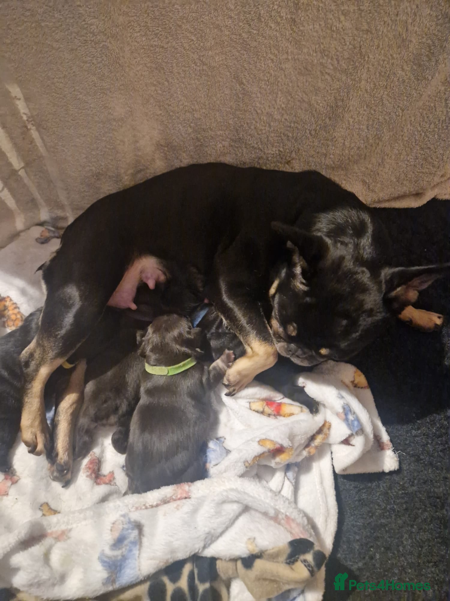 French Bulldog dogs 3 female feenchies  V in Holmfirth - Advert 1