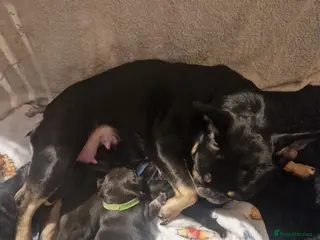 French Bulldog dogs 3 female feenchies V in Holmfirth - Advert 1